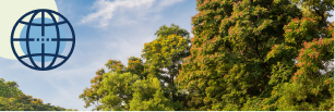 Trees and sky